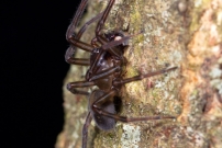 L'Amaurobe froce. Un mle (Araneae - Amaurobiidae - Amaurobius ferox)